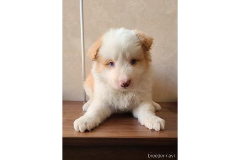 成約済の東京都のボーダーコリー-171487の2枚目