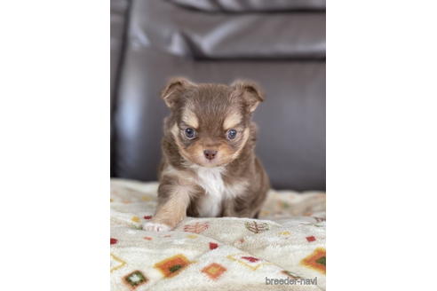 成約済の徳島県のチワワ(ロングコート)-172774の2枚目