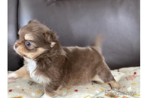 成約済の徳島県のチワワ(ロングコート)-172774の3枚目