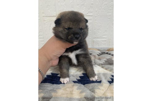 成約済の徳島県の柴犬-172783の1枚目