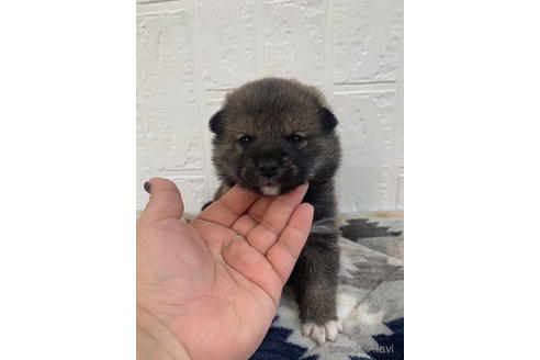 成約済の徳島県の柴犬-172783の3枚目