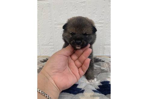 成約済の徳島県の柴犬-172783の5枚目