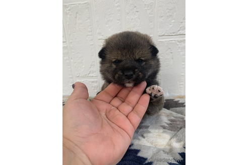 成約済の徳島県の柴犬-172783の4枚目