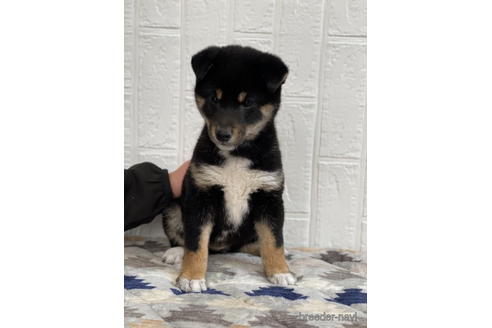 成約済の徳島県の柴犬-172784の3枚目