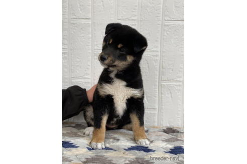 成約済の徳島県の柴犬-172784の1枚目