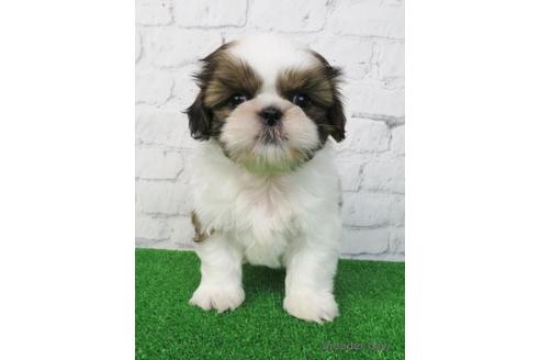 成約済の大阪府のシーズー-172787