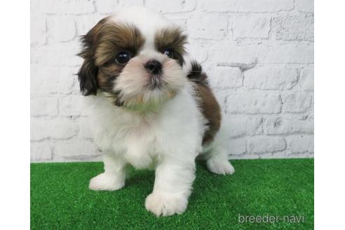 成約済の大阪府のシーズー-172787の6枚目