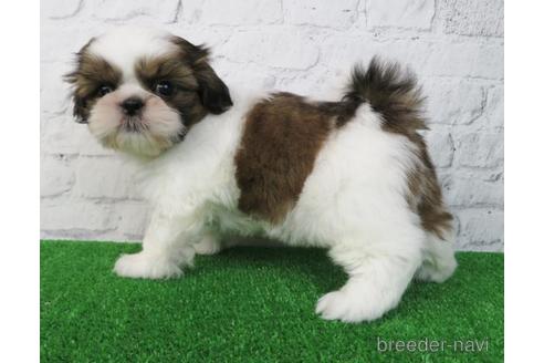 成約済の大阪府のシーズー-172787の4枚目