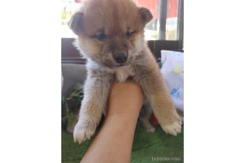 成約済の鹿児島県の柴犬-172799の1枚目