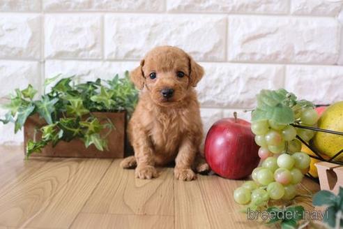 成約済の滋賀県のトイプードル-172712の1枚目