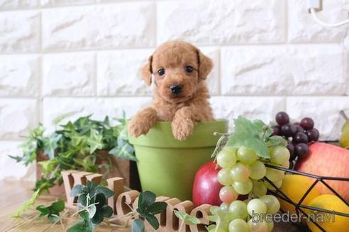 成約済の滋賀県のトイプードル-172712の5枚目