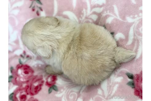 成約済の香川県のペキニーズ-169867の6枚目