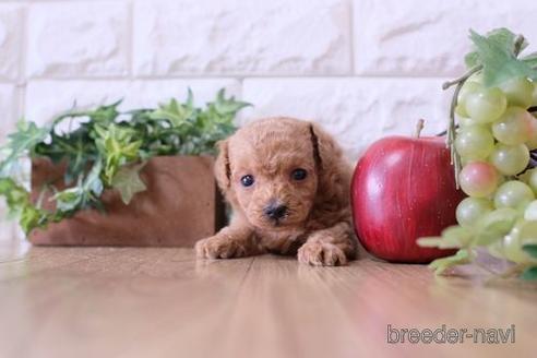 成約済の滋賀県のトイプードル-172716の1枚目