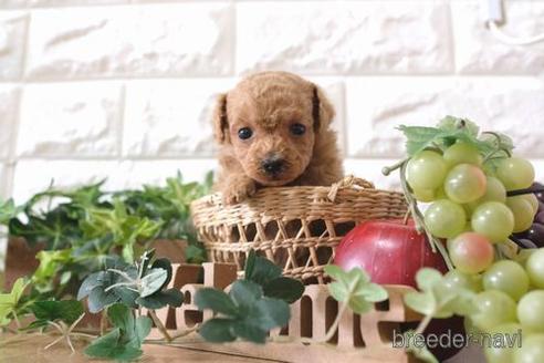 成約済の滋賀県のトイプードル-172716の4枚目
