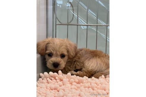 成約済の北海道のミックス犬-172119の2枚目