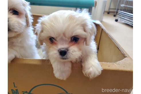 成約済の愛知県のミックス犬-169790の5枚目