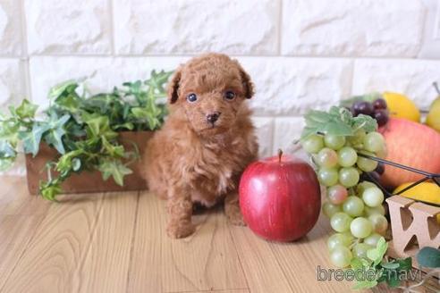成約済の滋賀県のトイプードル-172835の1枚目