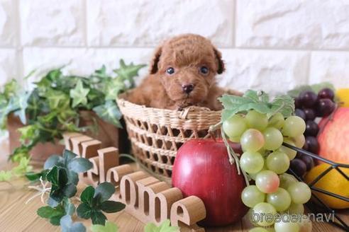 成約済の滋賀県のトイプードル-172835の5枚目