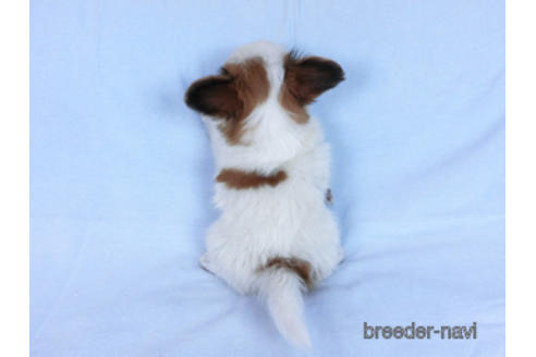 成約済の千葉県のパピヨン-169920の14枚目