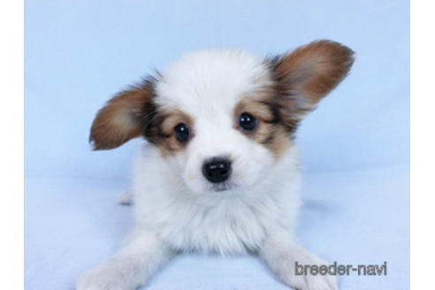 成約済の千葉県のパピヨン-169920の13枚目