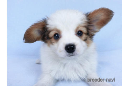 成約済の千葉県のパピヨン-169920の12枚目