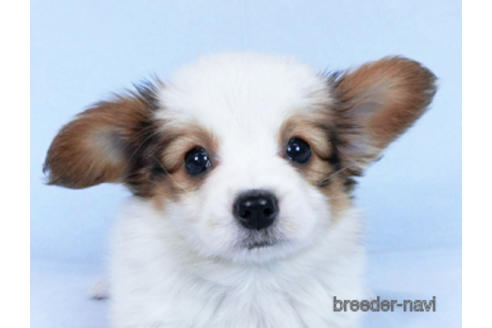 成約済の千葉県のパピヨン-169920の11枚目