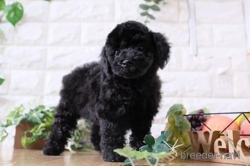 成約済の滋賀県のトイプードル-170938