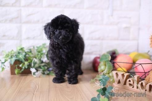 成約済の滋賀県のトイプードル-170938の4枚目