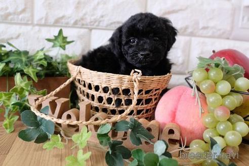 成約済の滋賀県のトイプードル-170938の3枚目