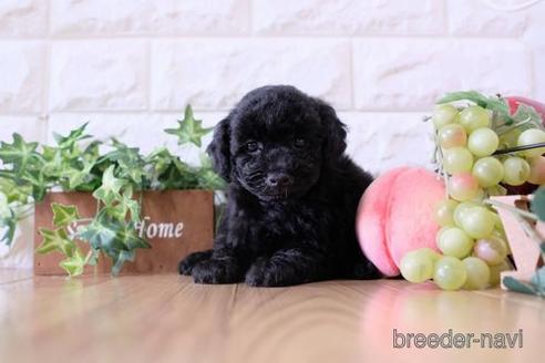 成約済の滋賀県のトイプードル-170938の2枚目