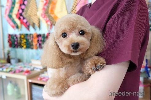 成約済の滋賀県のトイプードル-170933の5枚目