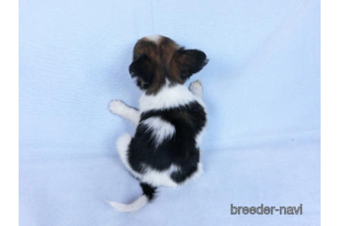 成約済の千葉県のパピヨン-171068の4枚目