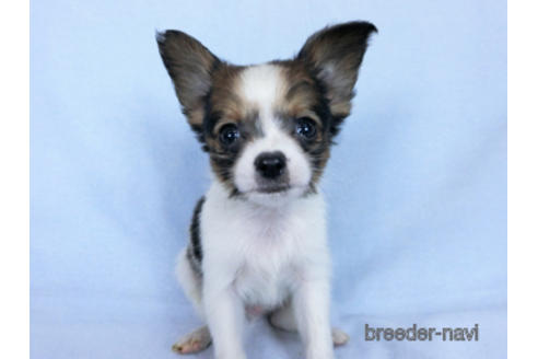 成約済の千葉県のパピヨン-171068の3枚目