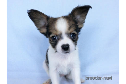 成約済の千葉県のパピヨン-171068の2枚目