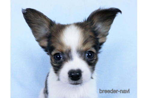 成約済の千葉県のパピヨン-171068の1枚目