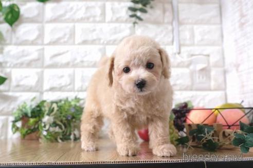 成約済の滋賀県のトイプードル-170936