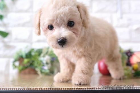 成約済の滋賀県のトイプードル-170936の4枚目