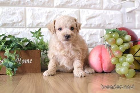 成約済の滋賀県のトイプードル-170936の3枚目