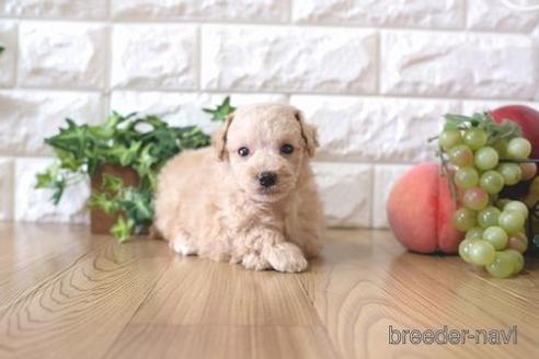 成約済の滋賀県のトイプードル-170936の2枚目