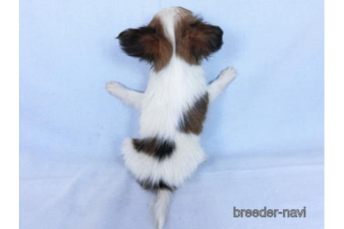 成約済の千葉県のパピヨン-171085の4枚目