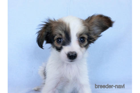 成約済の千葉県のパピヨン-171085の3枚目