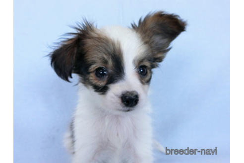 成約済の千葉県のパピヨン-171085の2枚目