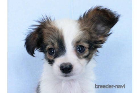 成約済の千葉県のパピヨン-171085の1枚目