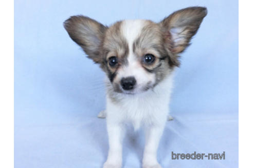 成約済の千葉県のパピヨン-171094の3枚目