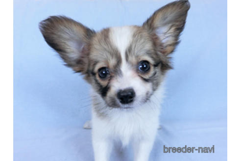 成約済の千葉県のパピヨン-171094の2枚目