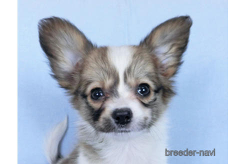 成約済の千葉県のパピヨン-171094の1枚目