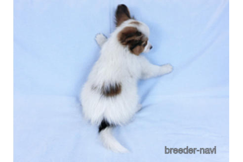 成約済の千葉県のパピヨン-169921の4枚目