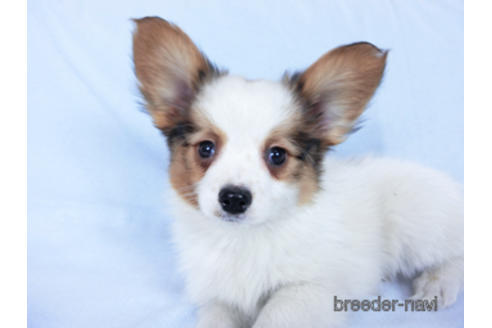 成約済の千葉県のパピヨン-169921の3枚目