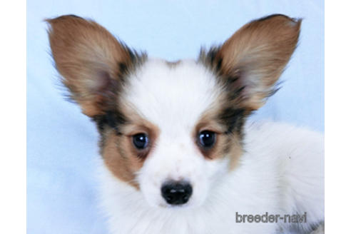 成約済の千葉県のパピヨン-169921の2枚目