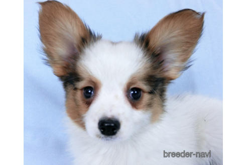 成約済の千葉県のパピヨン-169921